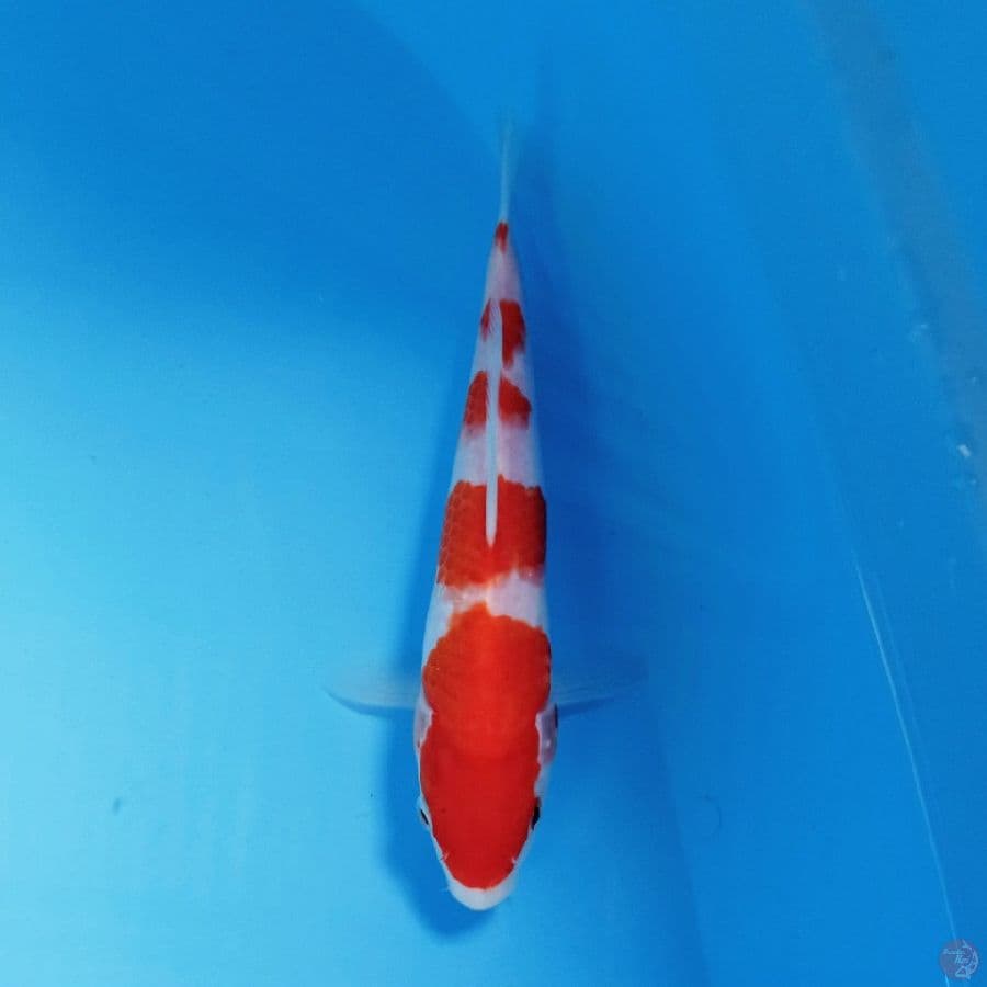 kohaku, 20 cm