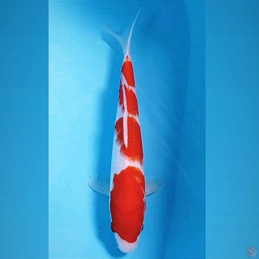 kohaku, 26 cm