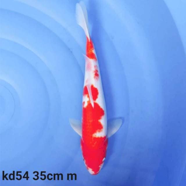 kohaku