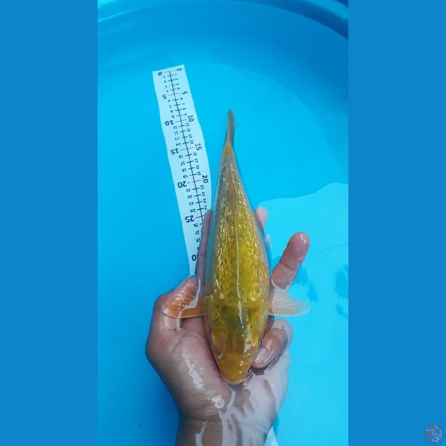 MIDORI GINRIN (TORPEDO) 27CM