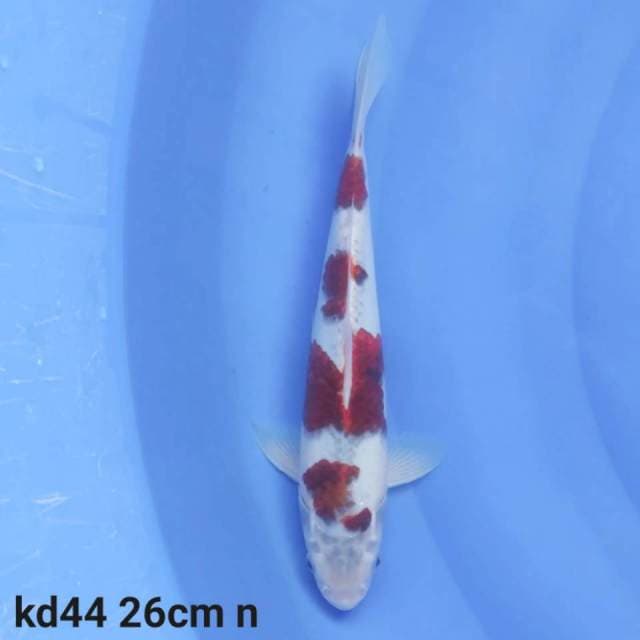 goromo
