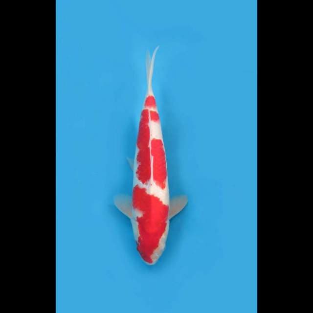 Kohaku Good Body