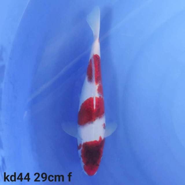 goromo