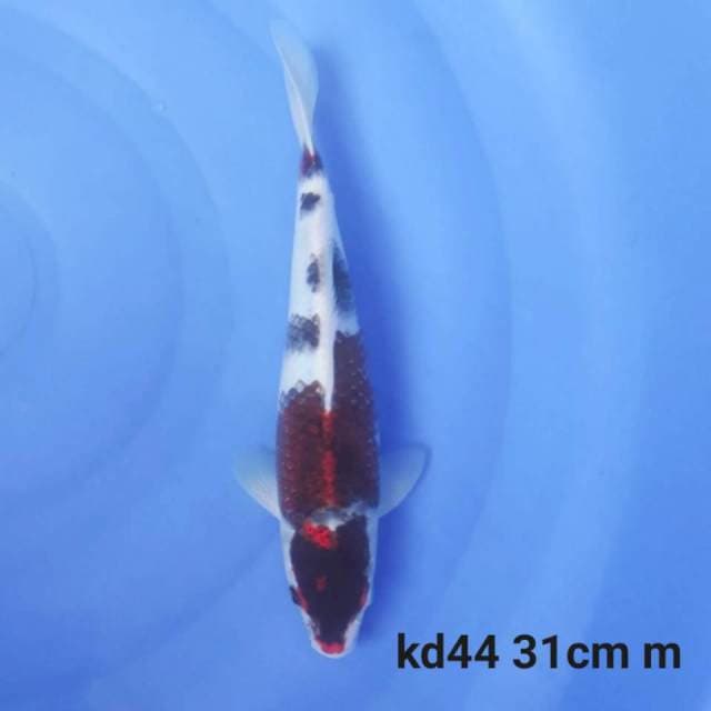goromo