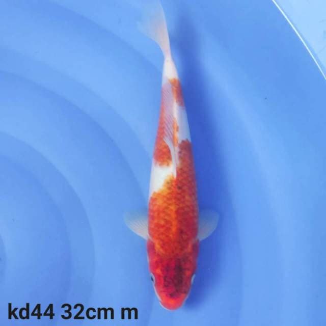 goromo