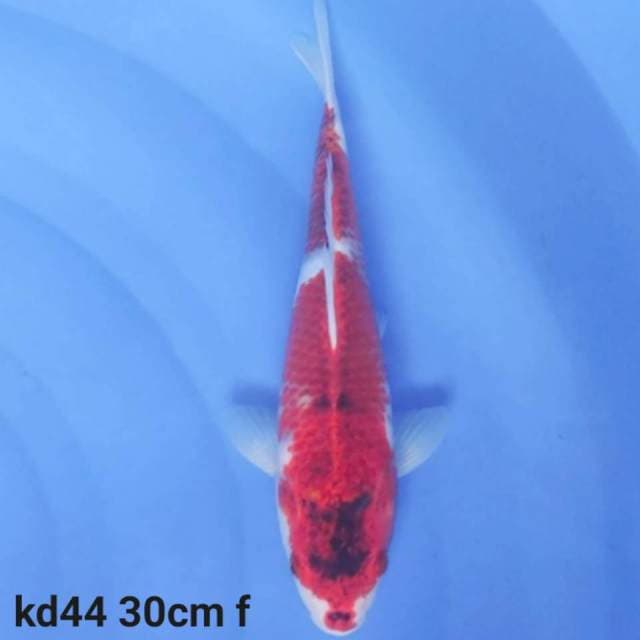 goromo