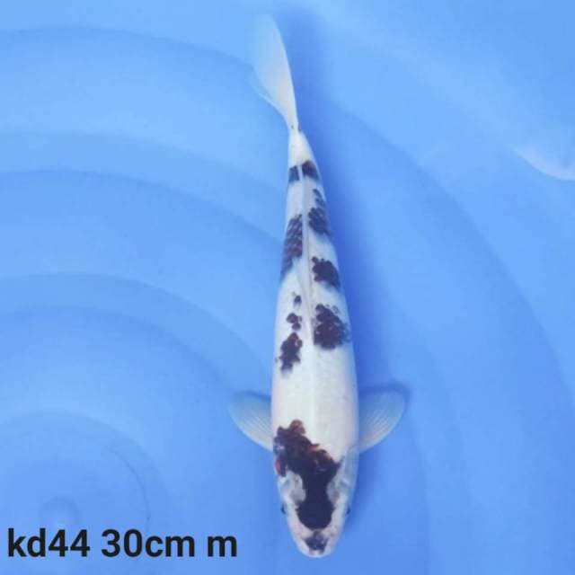 goromo