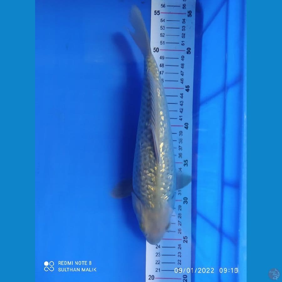 sorgin28 cm bulki munuk