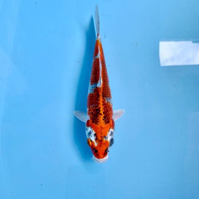 Gingga Kujaku 24Cm
