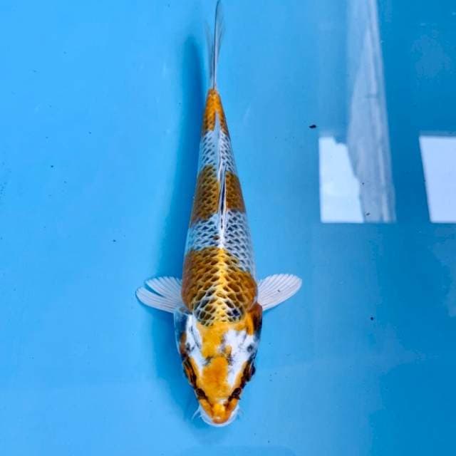 Kujaku 21Cm