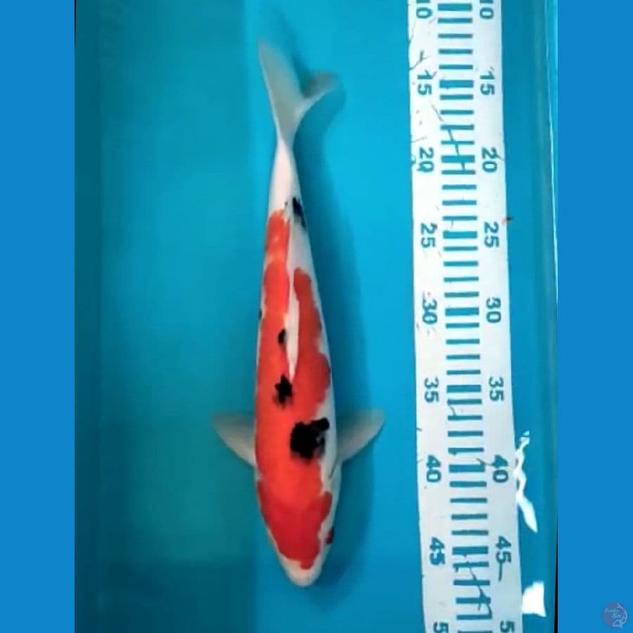 Sanke 35 cm