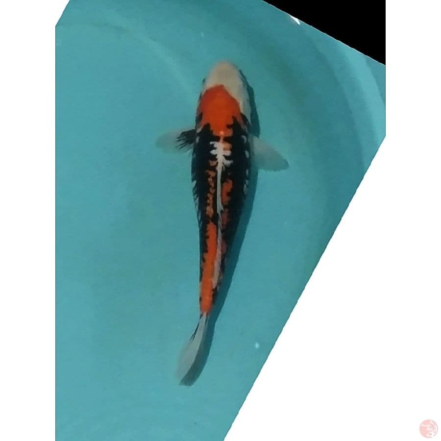 Beni KUMONRYU
