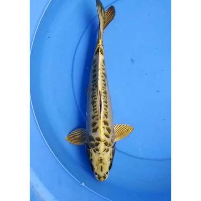 Mukashi Aragoke 36 cm