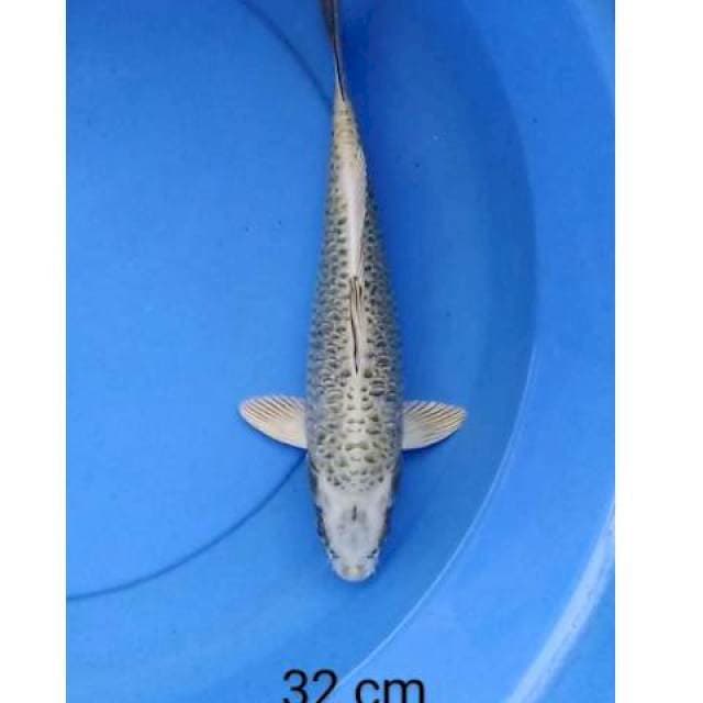 Aragoke 32 cm