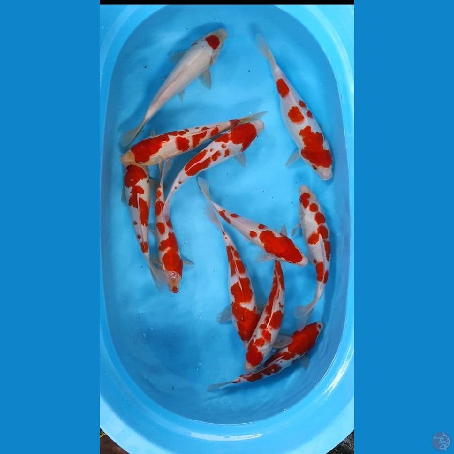 kohaku rad strong ori 27-32cm 11ekor