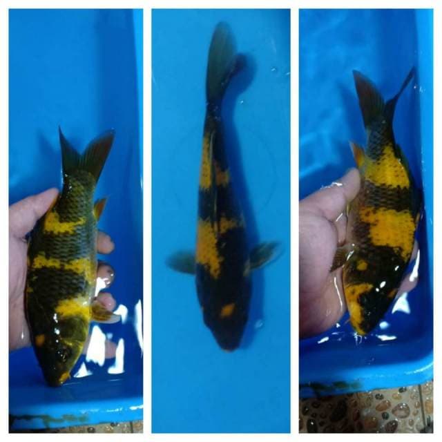 Ki utshuri 21cm..kuning