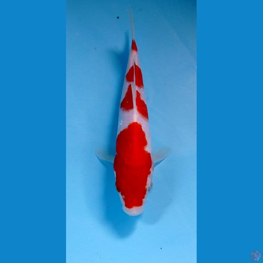 kohaku 20cm