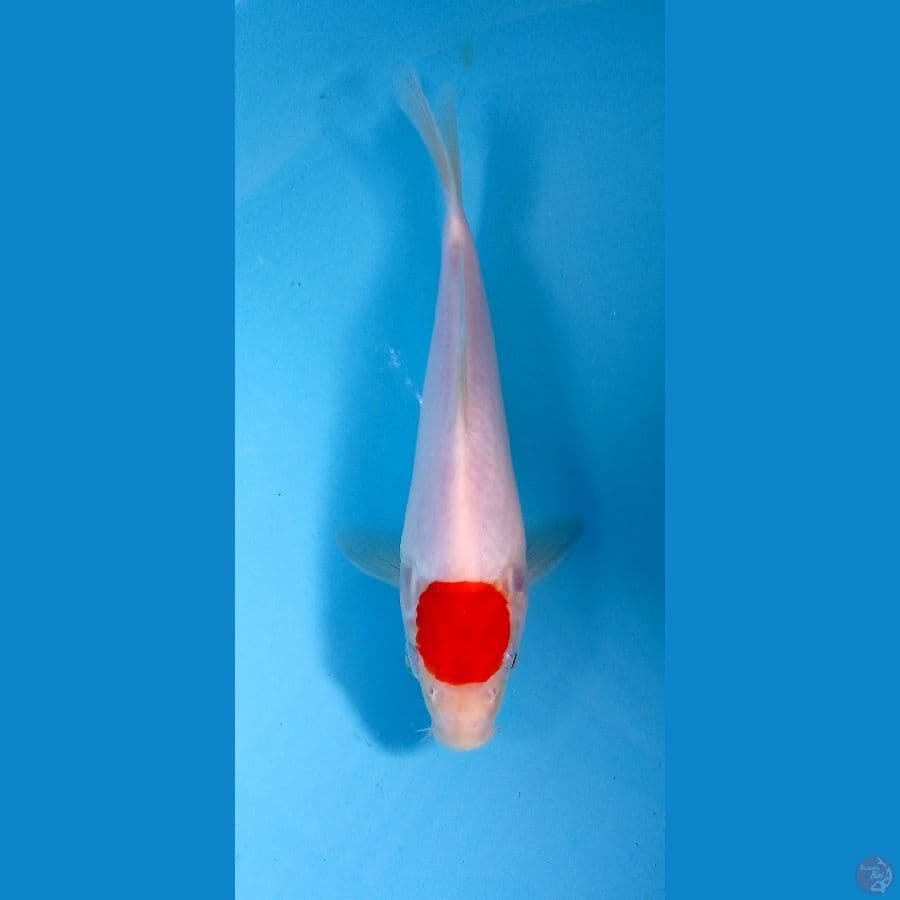tancho 23cm