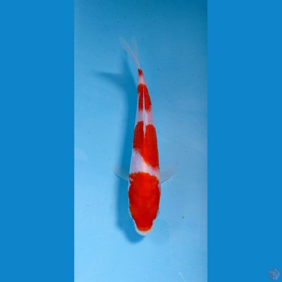 kohaku 19cm