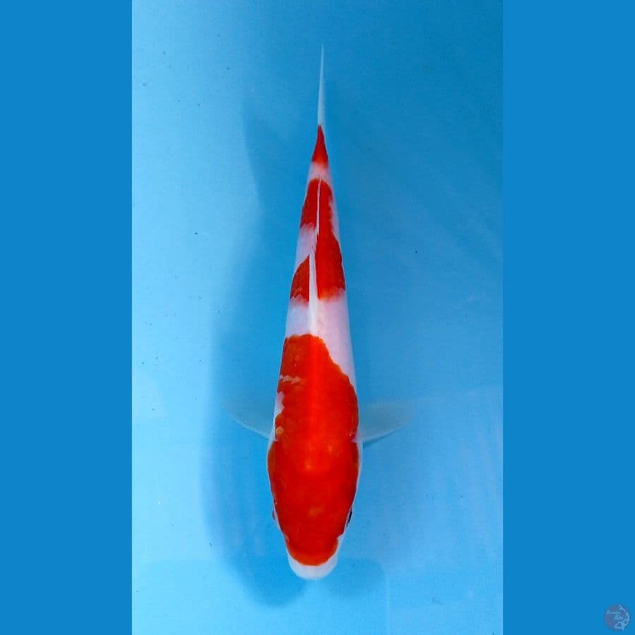 kohaku 20cm