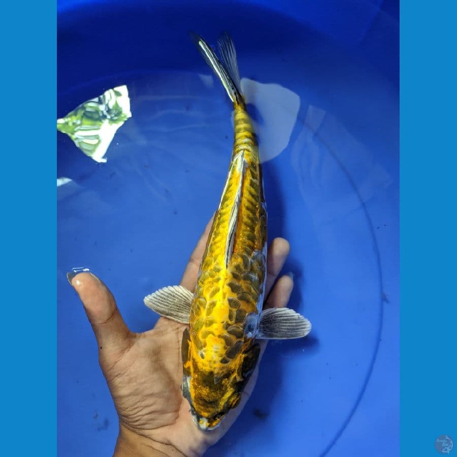 kiko sz 27