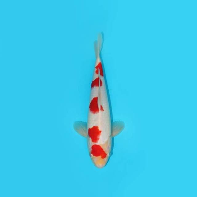 Polkadot Kohaku 30 Cm