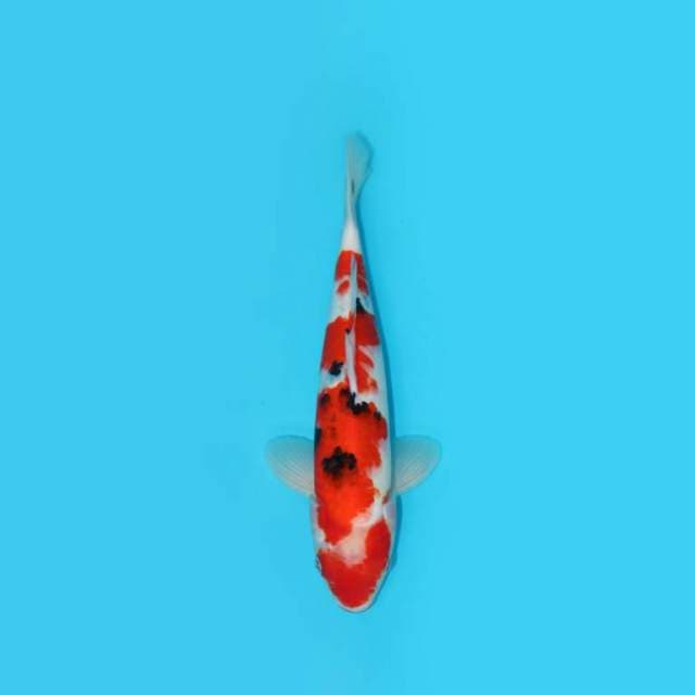 Kucibeni Sanke 34 Cm