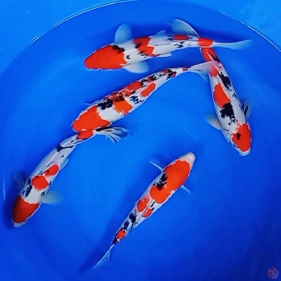 Taisho Sanke 30-34cm