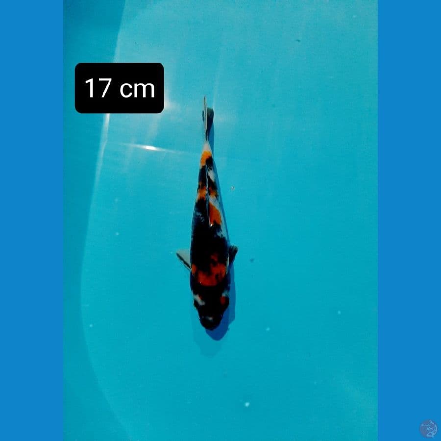 mjnion 17 cm