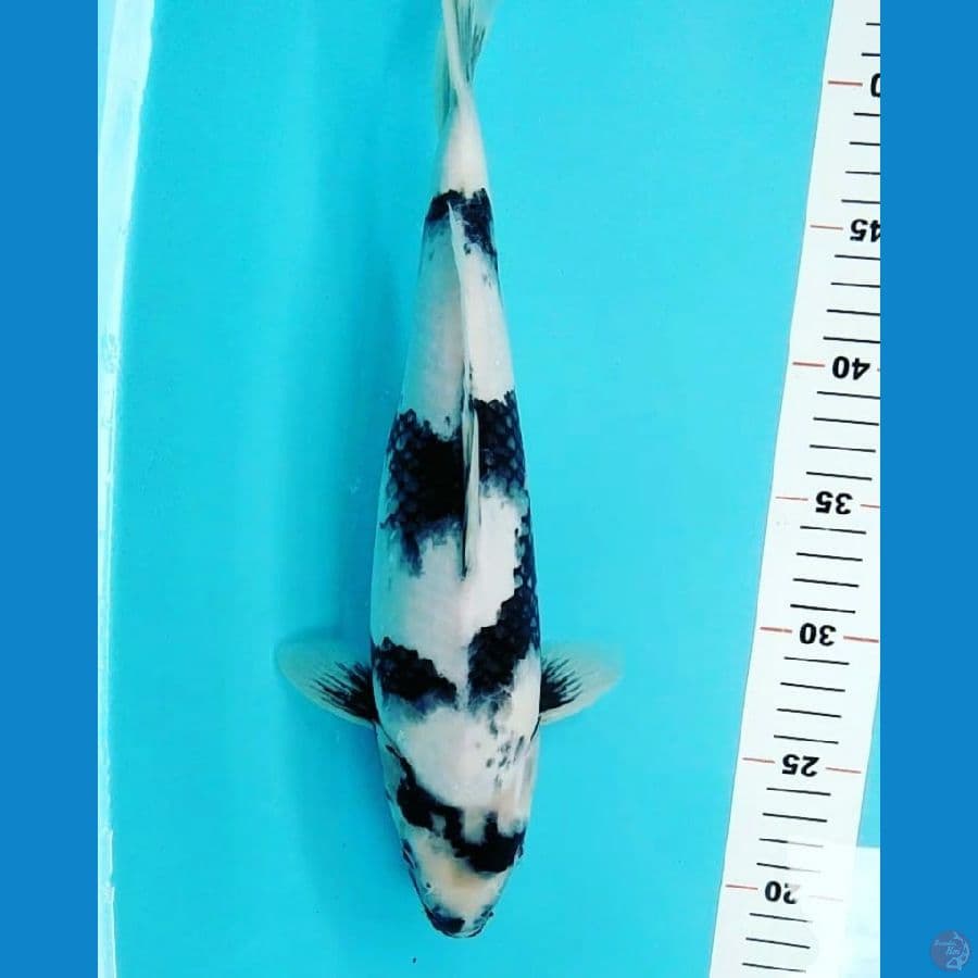 Shiro 35cm.Female