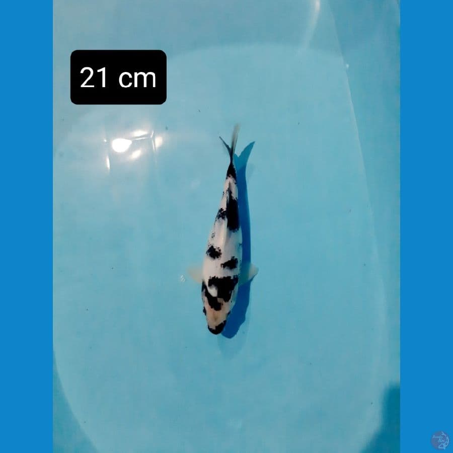 shiro 21 cm