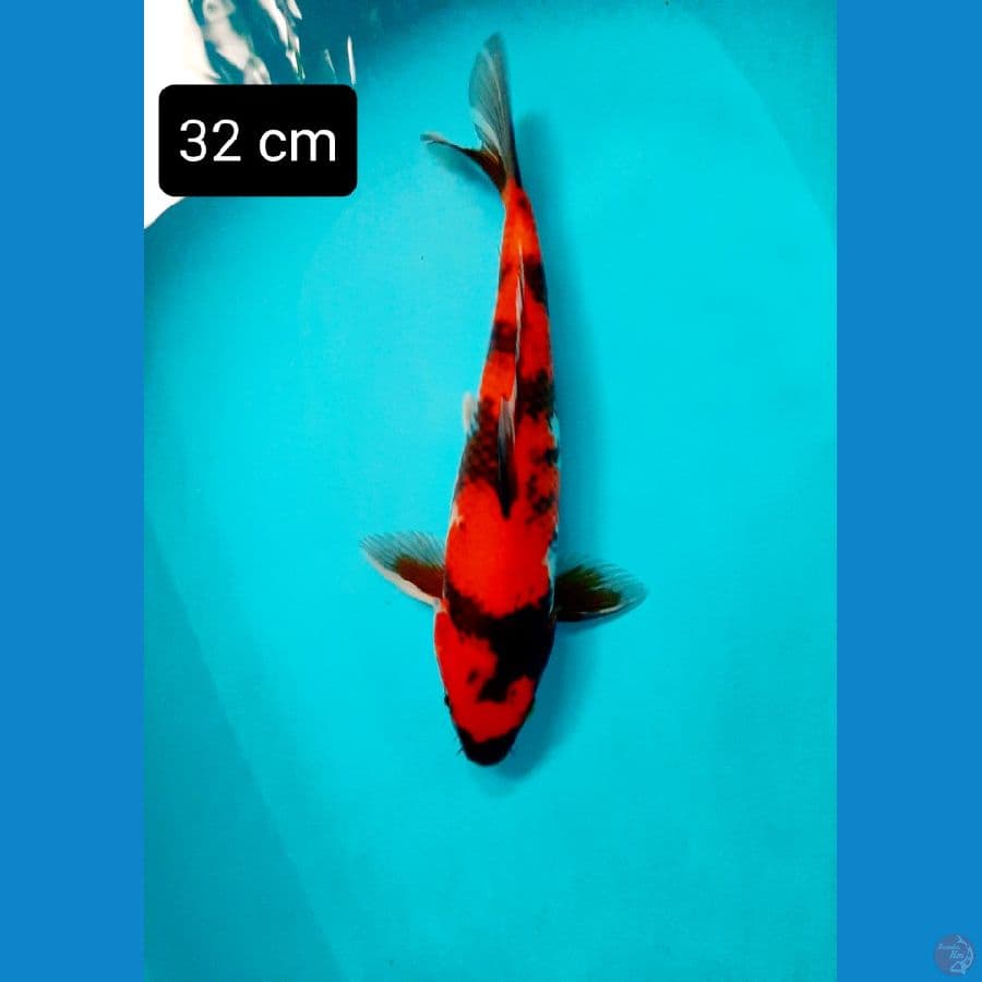 showa 32 cm
