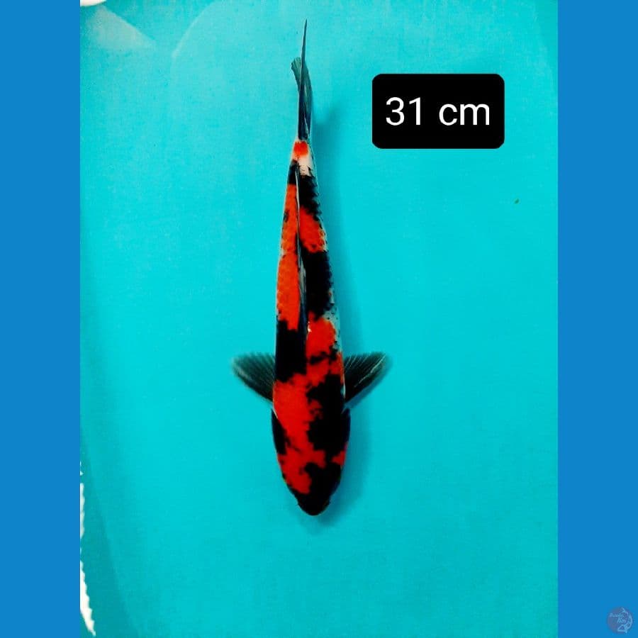 showa 31 cm
