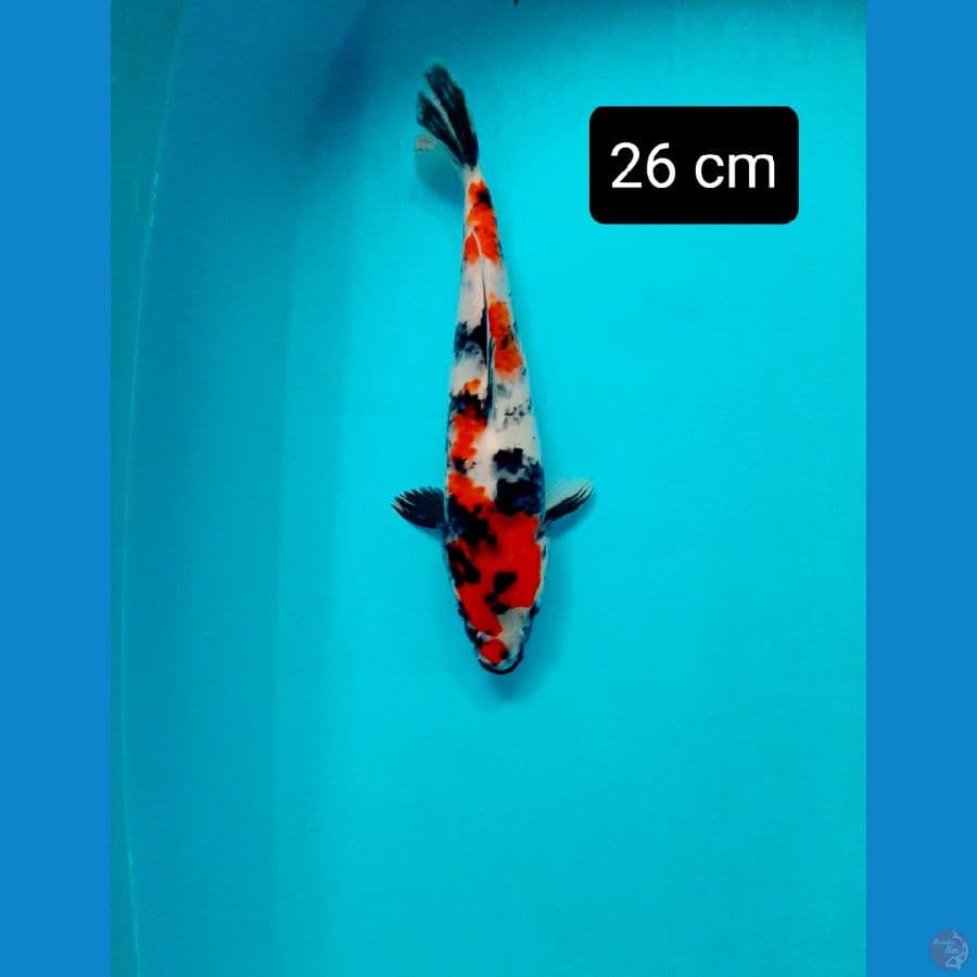 showa 26 cm