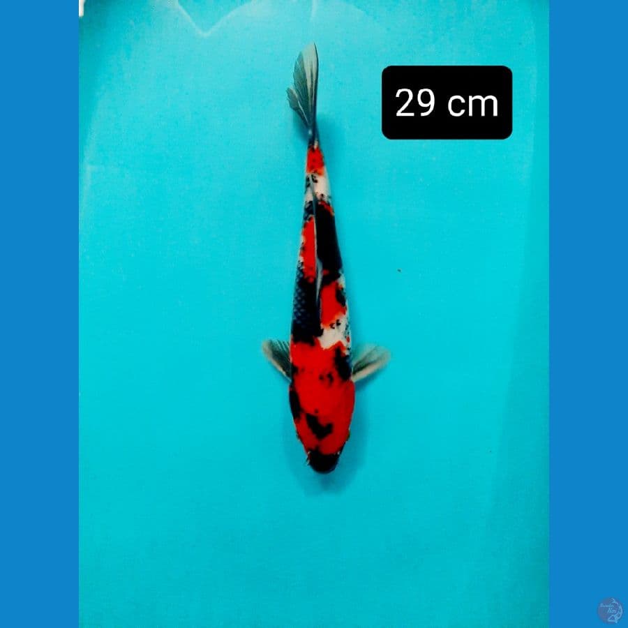 showa 29 cm
