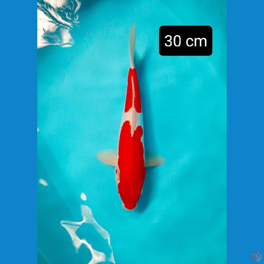 kohaku doit 30 cm
