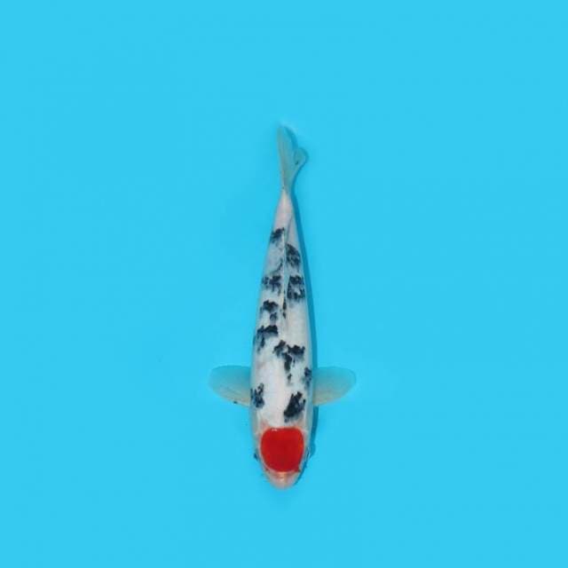 Tancho Sanke 30 Cm