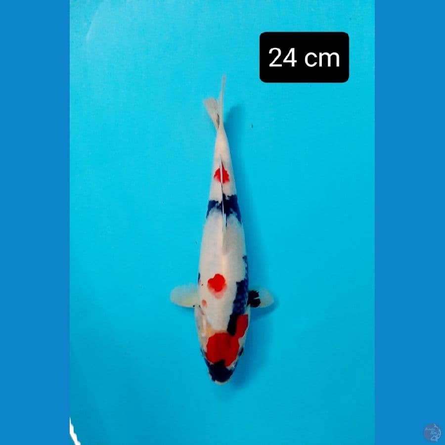 maruten kindai 24 cm