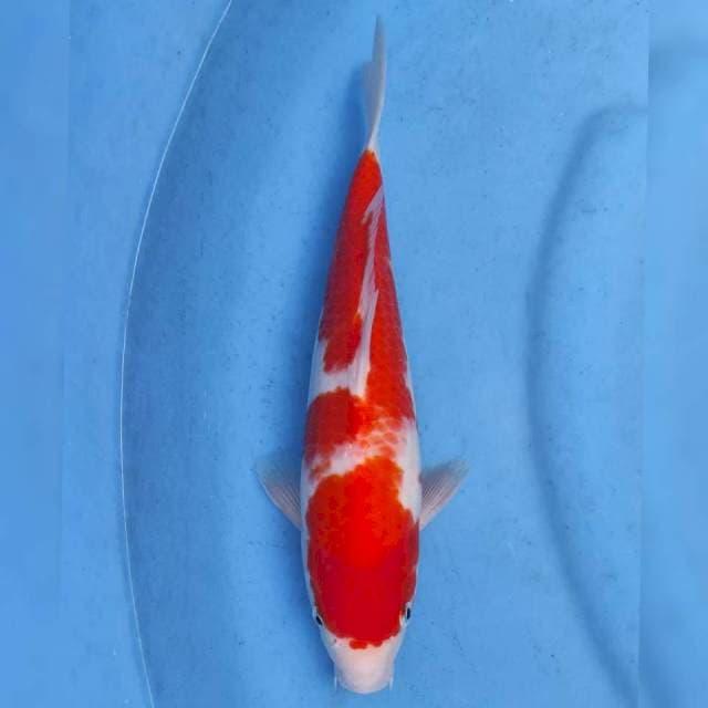 Hoshikin Kohaku