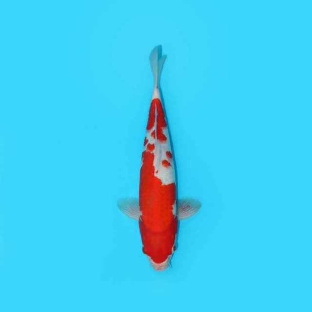 Kohaku 33 Cm