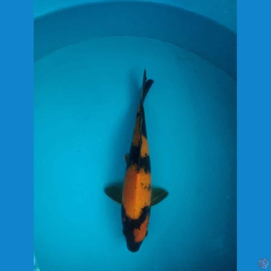 Hi Utsuri Good Quality 26 cm