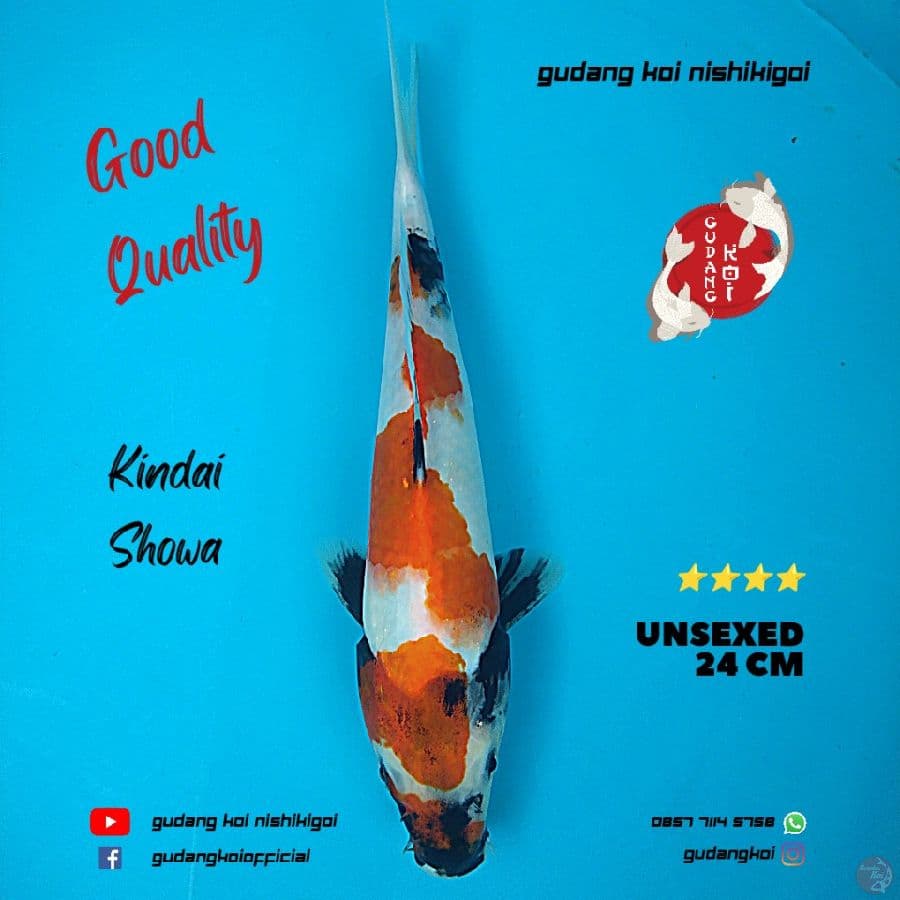 Showa Inazuma High Quality 24 cm