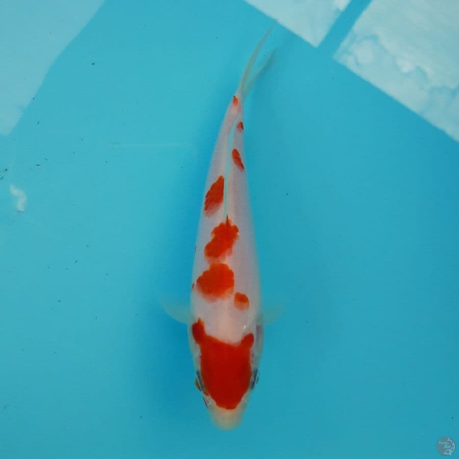 Goten Zakura 17cm