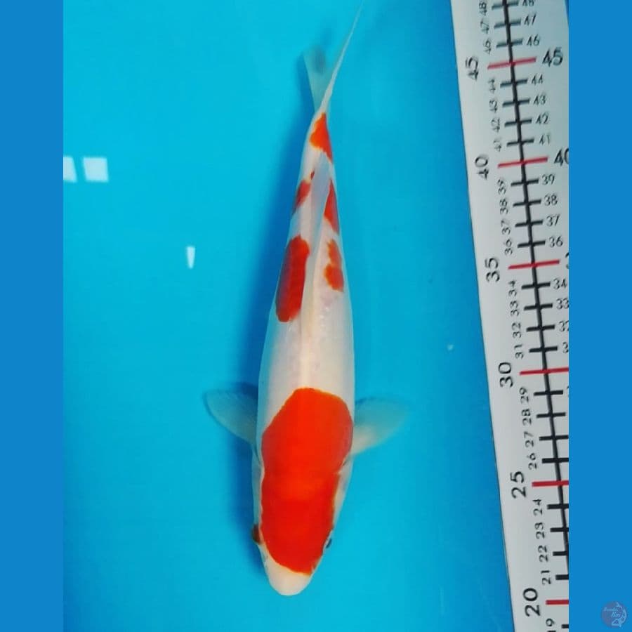 kohaku murni