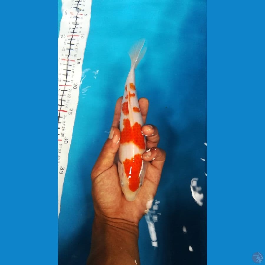 kohaku