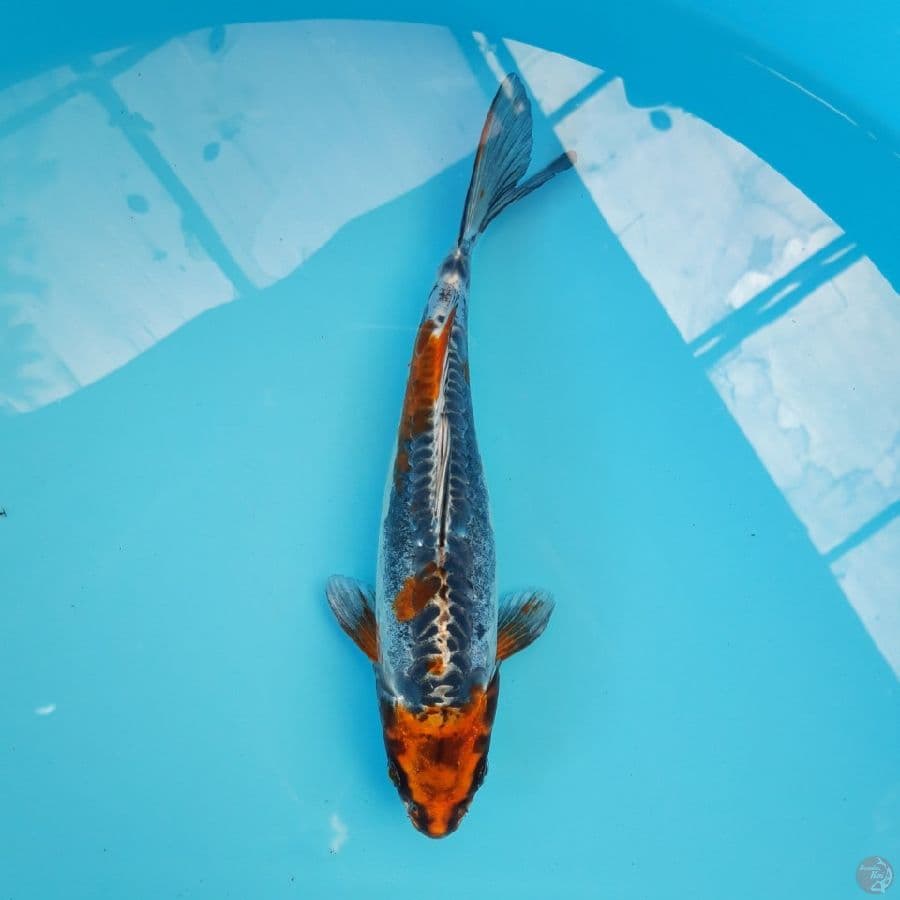 Beni Ki Kokuryu 22cm