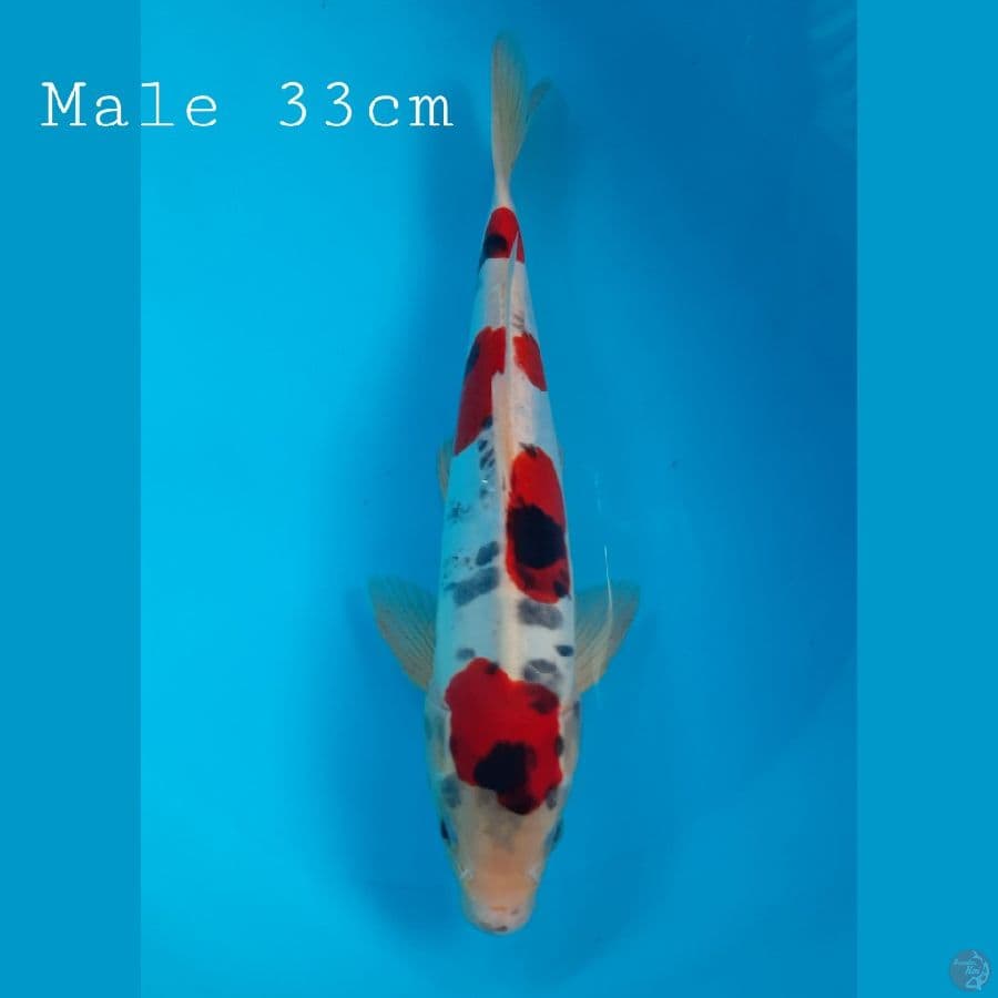 Doitsu Murni Male 33cm ????????????