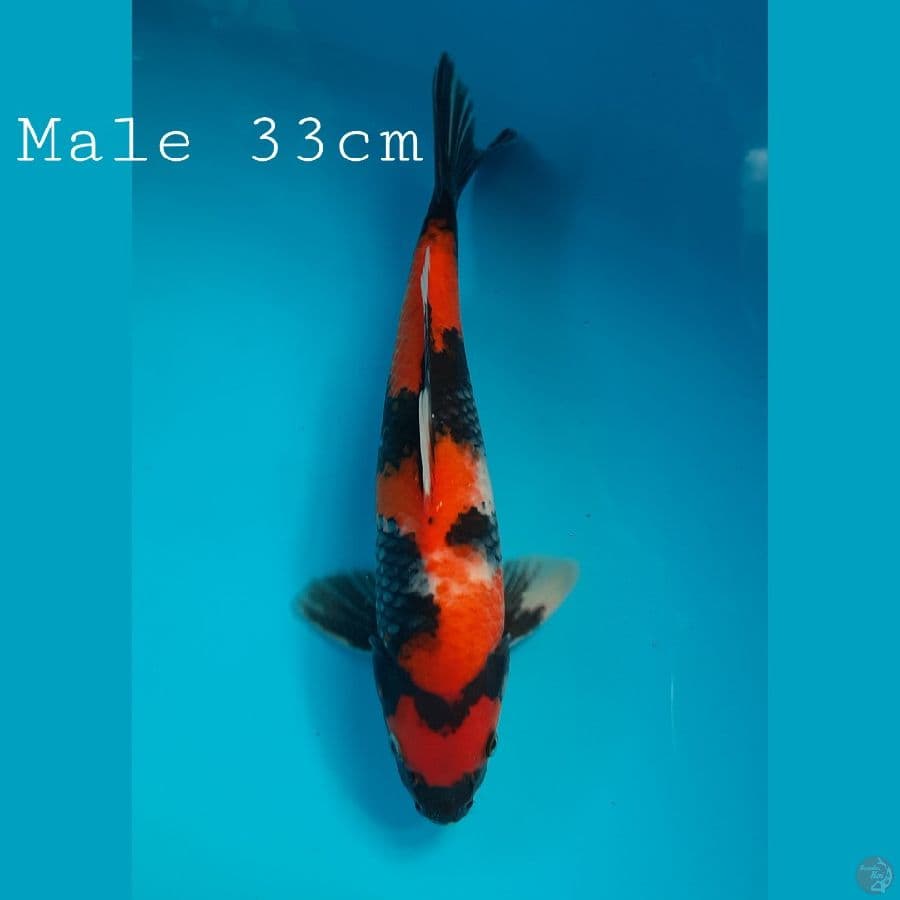 Showa Male 33cm Berpunuk