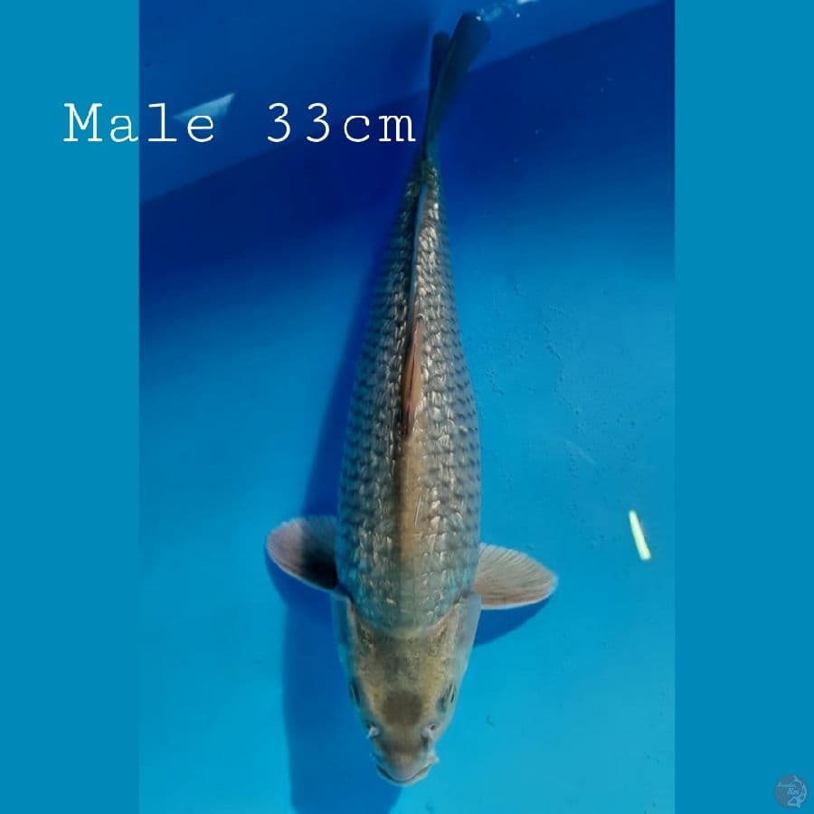 Soragoi full Ginrin Male 33cm