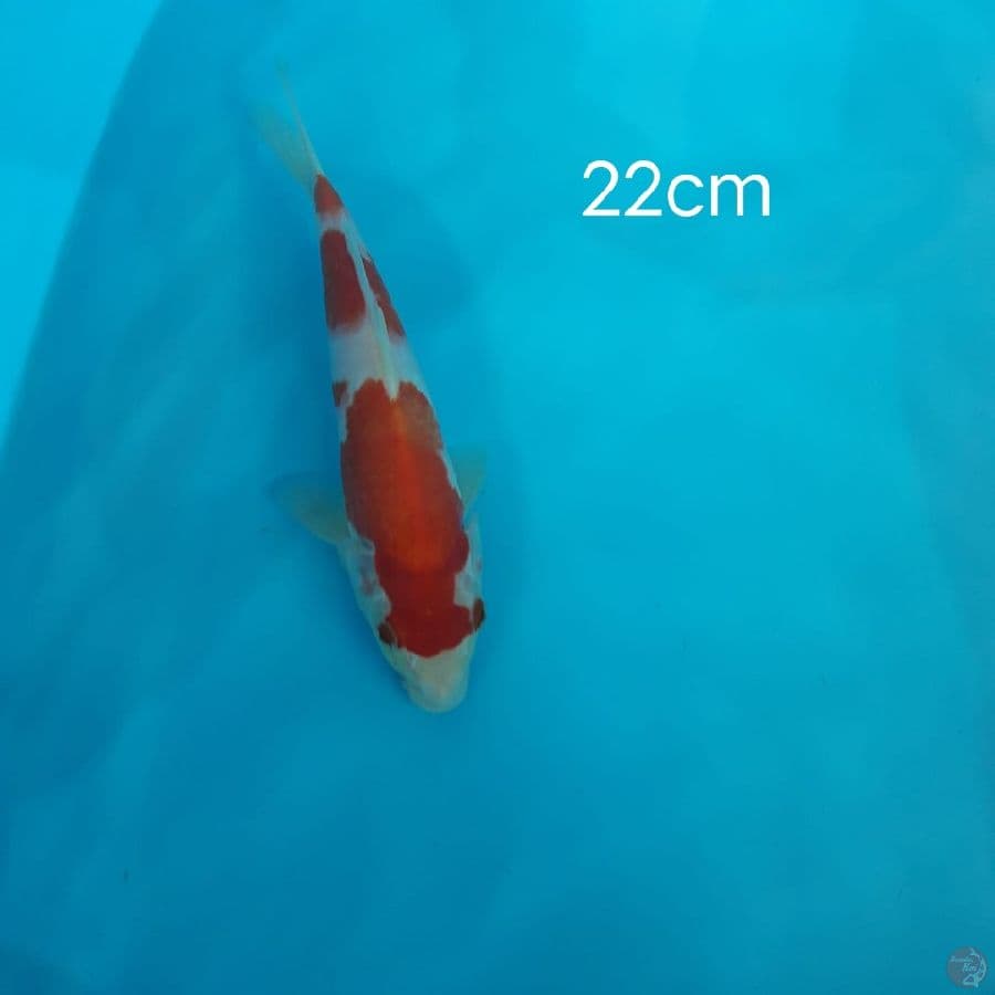 kohaku